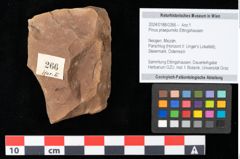 Foto (Objekt + Etikett) von Pinus praepumilio Ettingshausen (NHMW-GEO-2024-0188-0266)